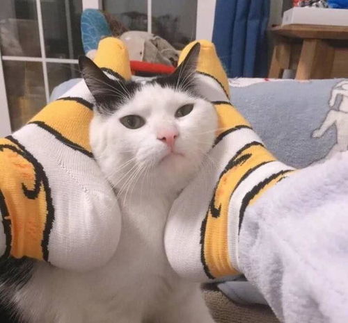 高清可爱猫猫情侣头像