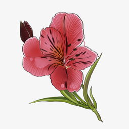 手绘粉色的花朵插画图片素材其他格式下载动漫人物大全
