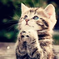 求带着猫耳的女生真人头像
