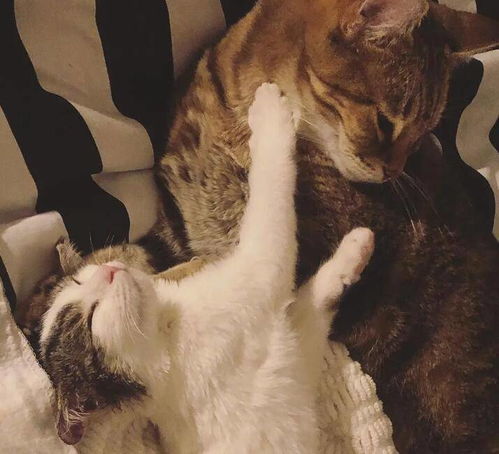 很害羞的一只流浪猫,看到谁都会埋起头,直到另外一只猫的出现