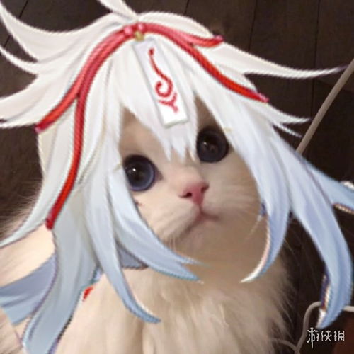 阴阳师猫咪接头头像大全