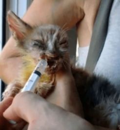 毁容的流浪猫都觉得害怕,小女孩的却这样做了