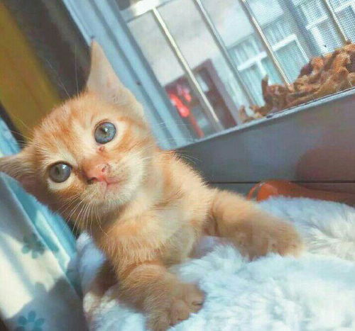 橘猫头像可爱微信头像
