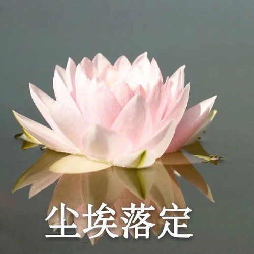 有哪些沙雕而又可爱的文案让你一眼就喜欢
