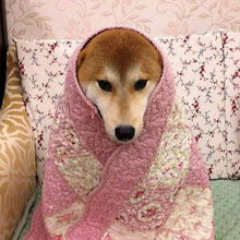 大冷天看上去好温暖裹在被窝里的柴犬