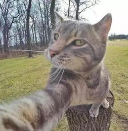 猫咪自拍成瘾,汪星人都要当背景