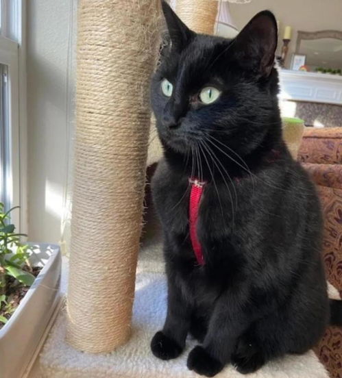 你也喜欢猫吗