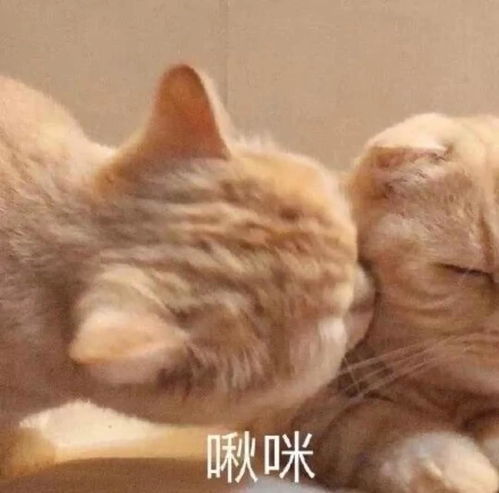 景甜靠新剧司藤热度大涨,除了细美出圈,发型也为美丽加分