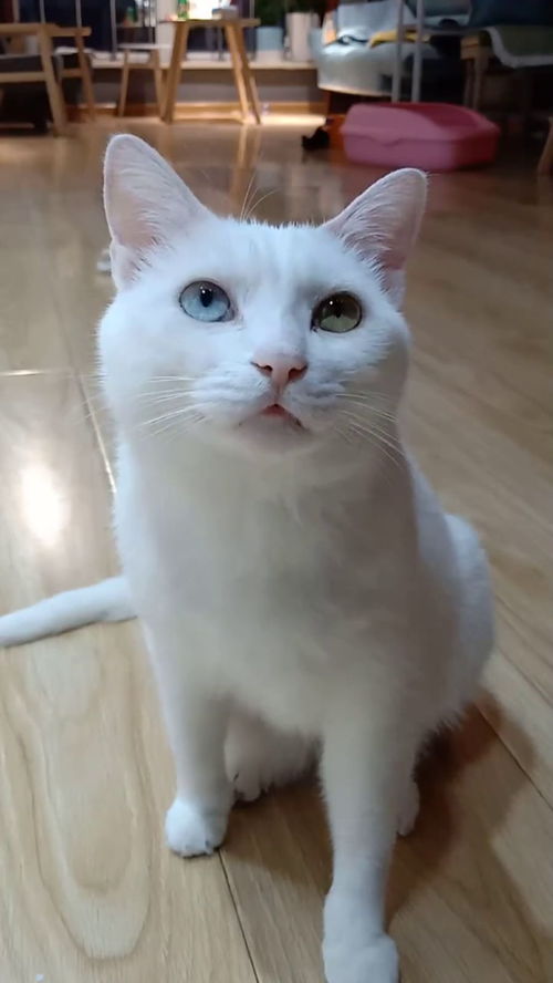 治愈系的猫咪,它的一颦一笑让我好想养一只