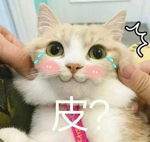 一个猫搞钱搞钱的头像