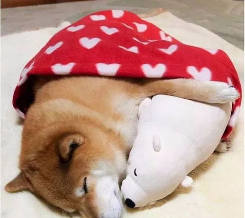 2018狗年犬系老公大分类,最受欢迎的居然是