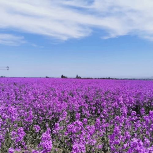早春已至,繁花盛开芳蕾花海惊艳绽放,平阴玫瑰