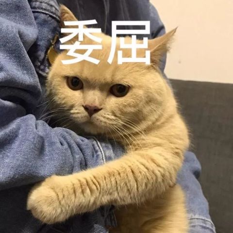 十只橘猫九只胖,还有一只赛大象