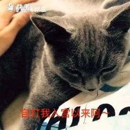 跟鹿有关系的头像猫粮