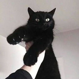 邚人
