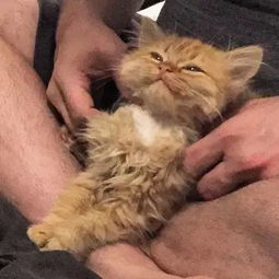 这只害羞的猫咪一直等着被收养,直到她的出现