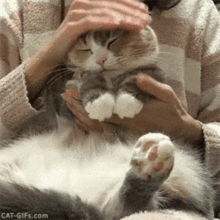 别再云养猫了,带走这个萌宠氛围灯让你时刻撸猫
