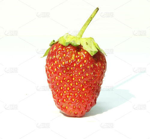 新鲜的草莓其他图片