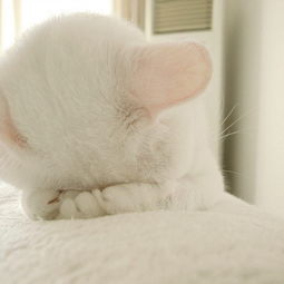 求一猫头像,有图片,但是不清晰,求完整的高清图片.
