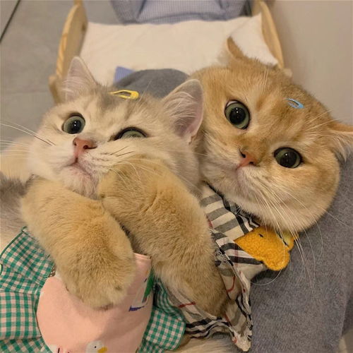 可爱猫咪情头总结了一些特别有幸福感的小事
