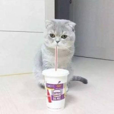 猫猫头像高清可以当头像的猫图片
