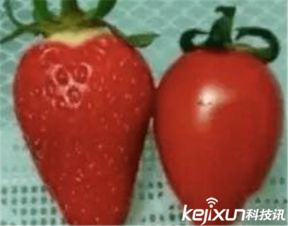 搜狐公众平台西红柿里吃出草莓专家称系病态现象但可食用