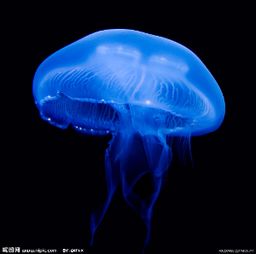 水母