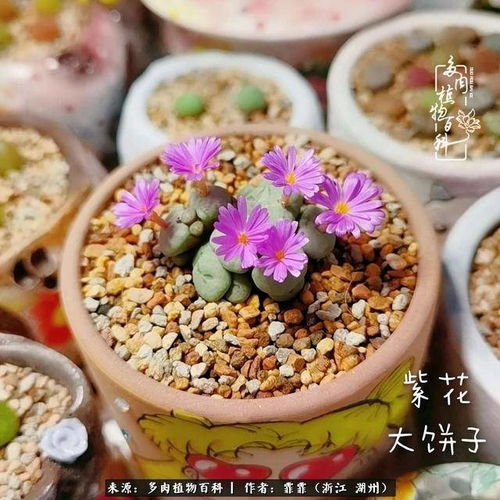盆若在,梦就在治愈系多肉小萌物来袭