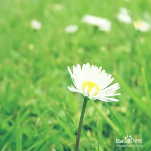 怎么样才可以拍到好照片