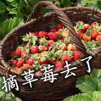 去摘草莓配图文字春天去摘草莓的配图微信头像图片大全