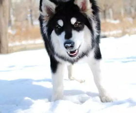 狗年大吉犬系男友新分类警犬or哮天犬男友,哪一款是你家的小忠犬