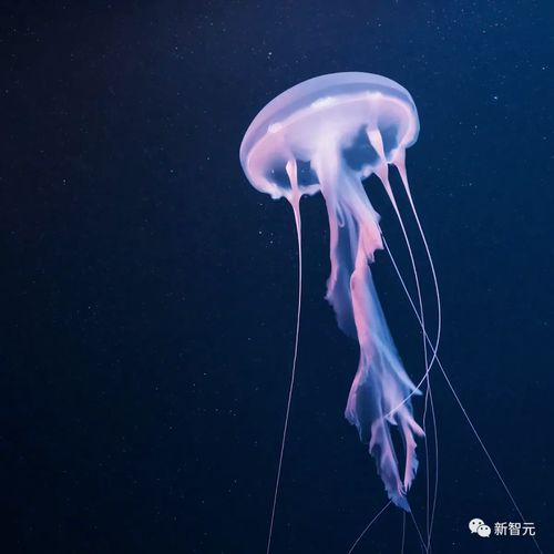 imagen2发布geminipro免费体验代码平台duetai上线,谷歌大爆发