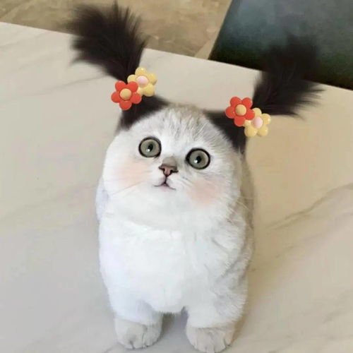 沙雕头像愿时光能缓美好如初