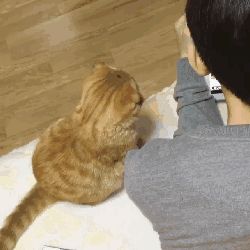 为什么男不养猫这哪是养猫,是养了个女朋友