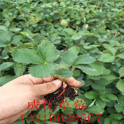 草莓苗种植方法那里有草莓苗出售-黄页88网