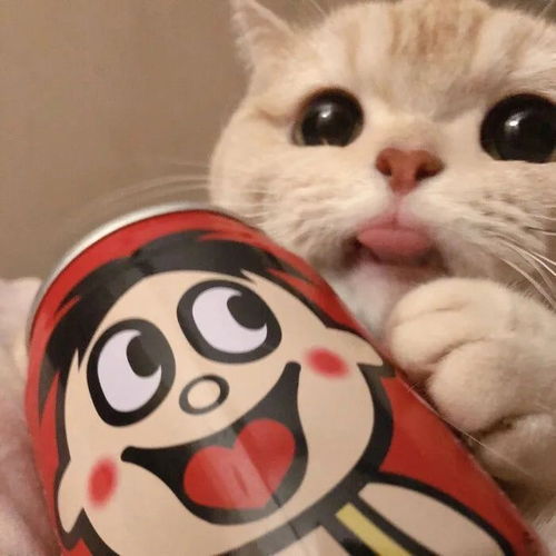 有没有可可爱爱的猫咪闺蜜头像或者猫咪情侣头像