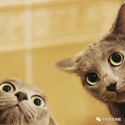 猫系头像女生ai主子