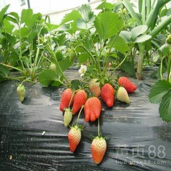 上海黄页88网