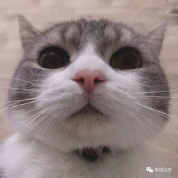 铲屎官经常自拍,猫咪看到后,也偷偷学了起来