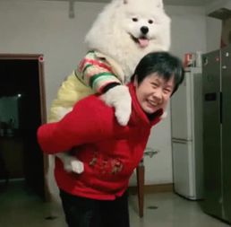 奶奶教育了不听话的萨摩耶,无意中看到这宠狗场景很无奈