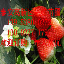 优质章姬草莓苗出售红颜草莓苗