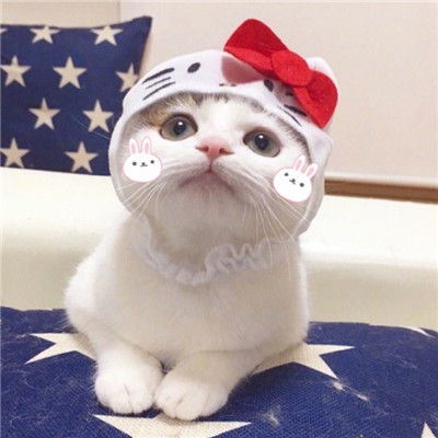 超萌猫咪情头一对两张做你的喵星人