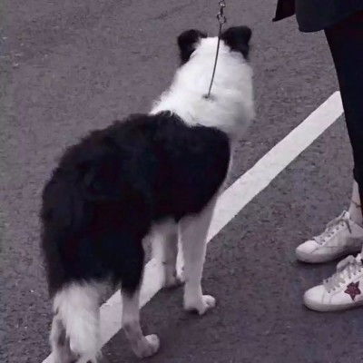 情侣头像男友是狗系列