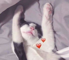 猫系女孩是什么情侣头像