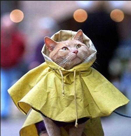 猫系可爱少女头像走红