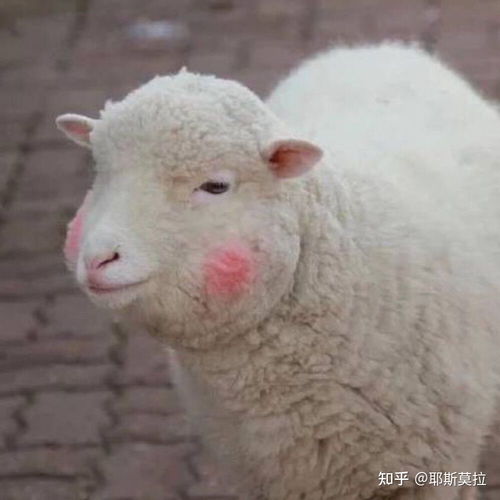 我经常打不好王者荣耀被男朋友责怪是不是因为笨