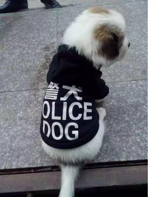 狗年大吉犬系男友新分类警犬or哮天犬男友,哪一款是你家的小忠犬