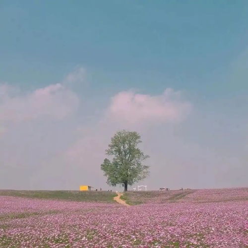 花海微信头像图片大全