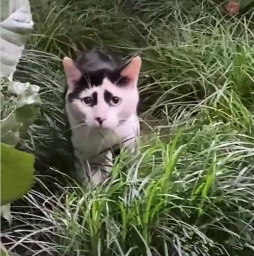 女子发现自己被猫咪盯上了,觉得还挺荣幸的,看清长相后打扰了