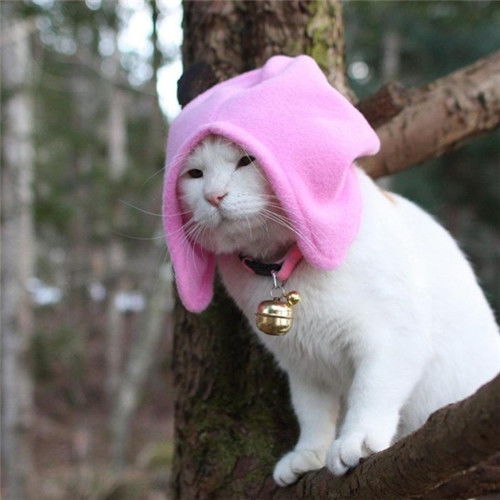 可爱的猫咪头像,女生最喜欢这样的呆萌可爱的猫咪头像了

